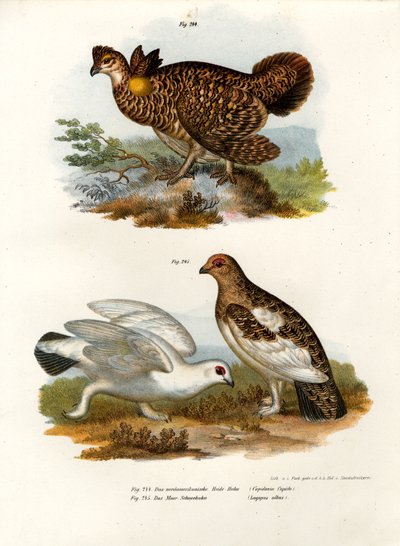 Pinnated Grouse by German School